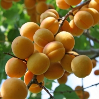 Abrikosas (Prunus) 'Somo'